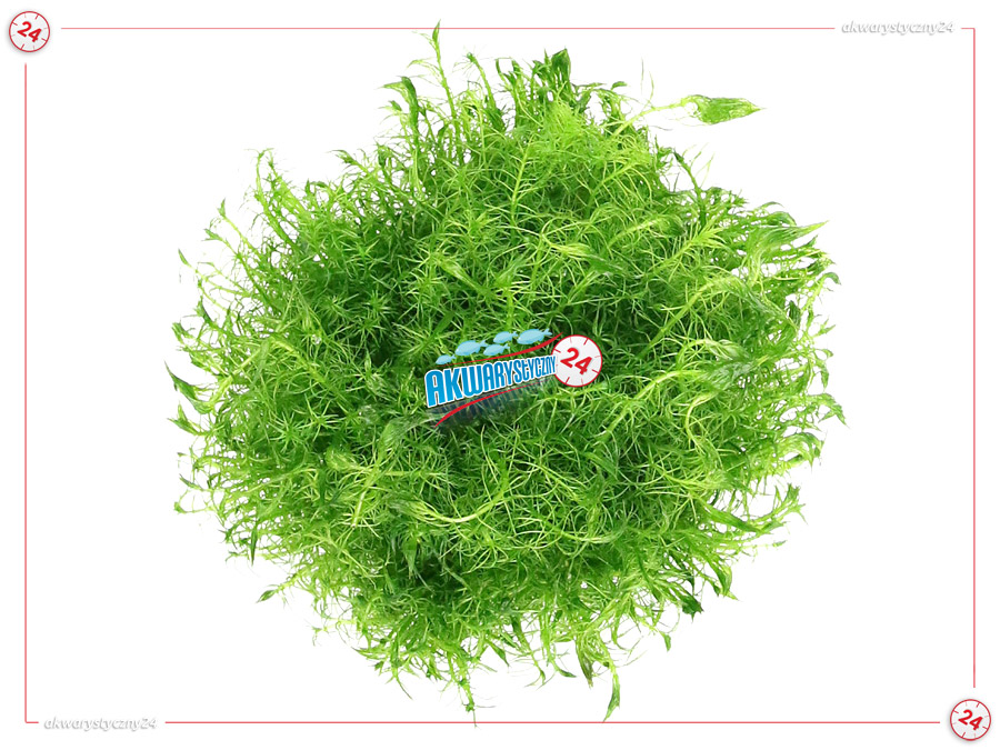 IN-VITRO MYRIOPHYLLUM AQUATICUM Kubek 10cm - Uprawa In Vitro