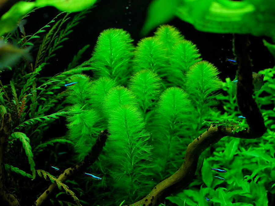 IN-VITRO MYRIOPHYLLUM AQUATICUM Kubek 10cm - Uprawa In Vitro