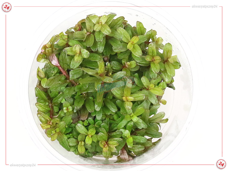 IN-VITRO ROTALA COLORATA Kubek 10cm - Uprawa In Vitro