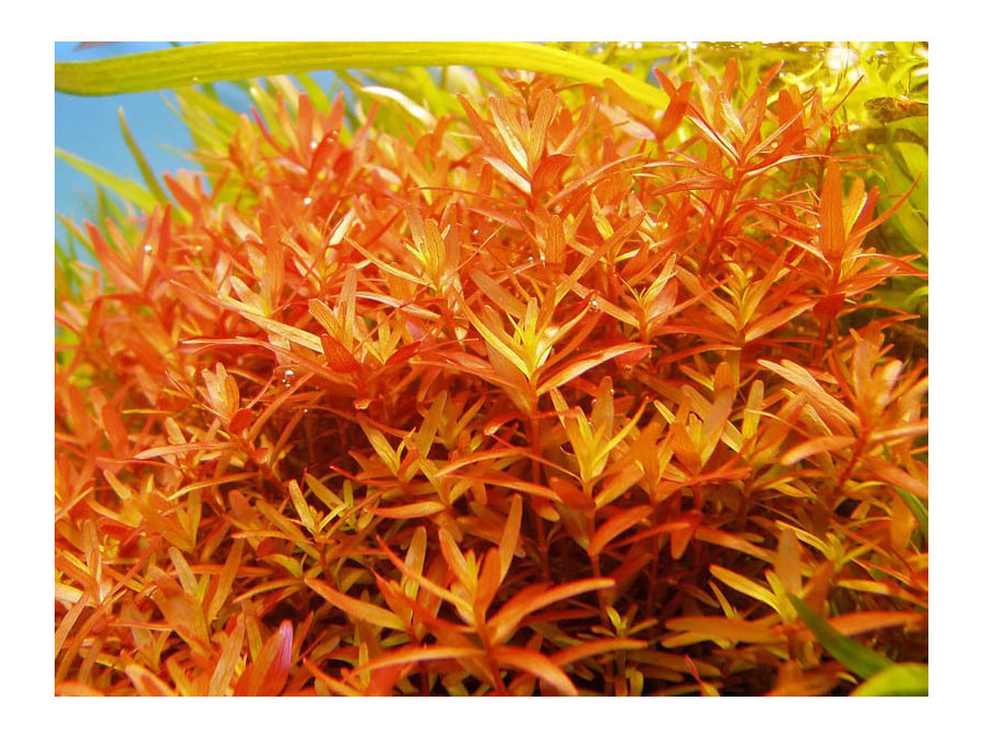 IN-VITRO ROTALA COLORATA Kubek 10cm - Uprawa In Vitro