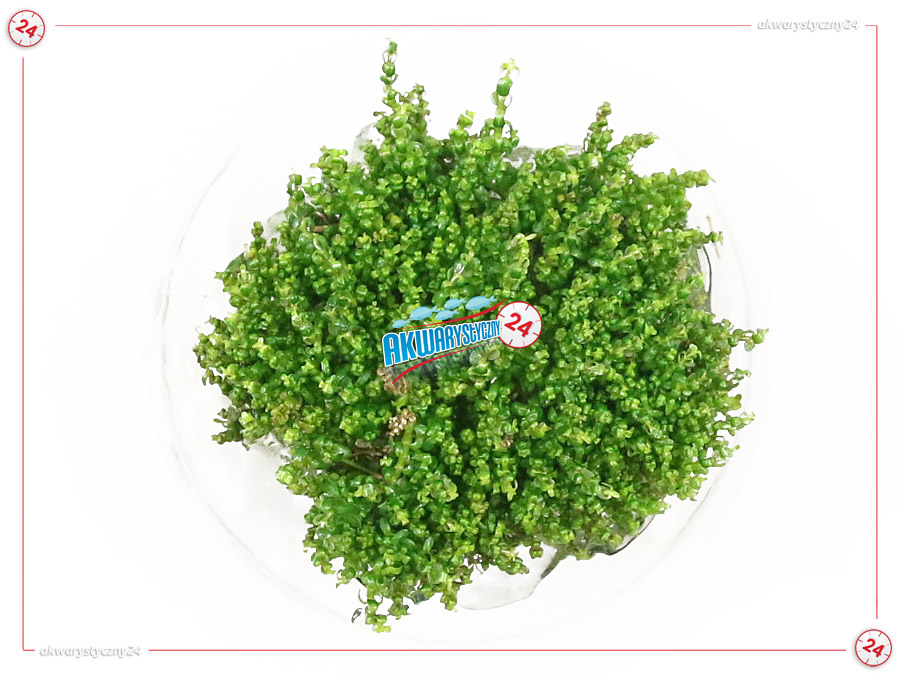 IN-VITRO ROTALA MACRANDRA MINI Type 1 (Pearl) Kubek 10cm - Uprawa In Vitro