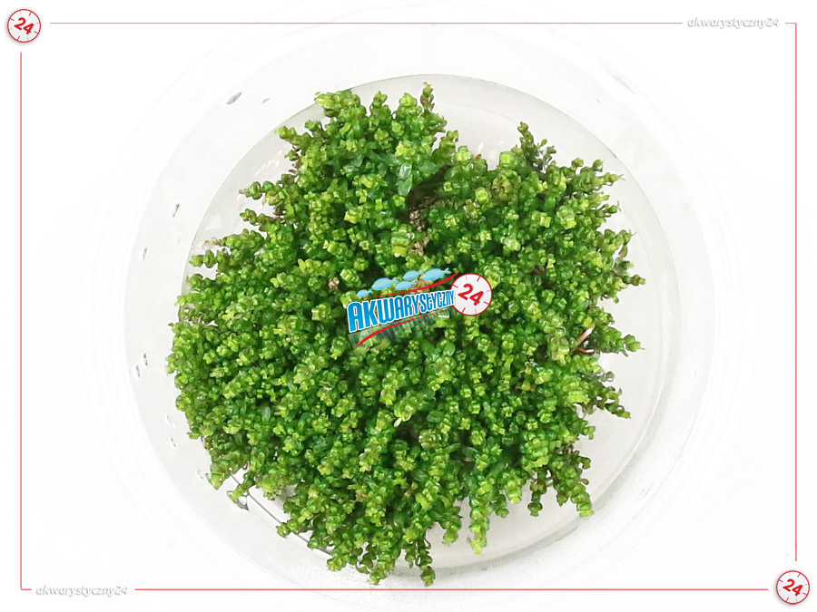 IN-VITRO ROTALA MACRANDRA MINI Type 1 (Pearl) Kubek 10cm - Uprawa In Vitro