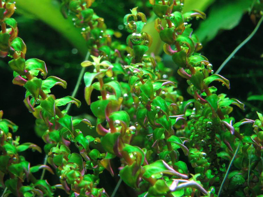 IN-VITRO ROTALA MACRANDRA MINI Type 1 (Pearl) Kubek 10cm - Uprawa In Vitro