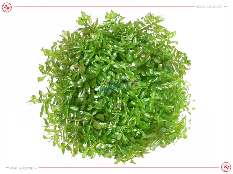 IN-VITRO ROTALA ROTUNDIFOLIA ORANGE JUICE Kubek 10cm - Uprawa In Vitro