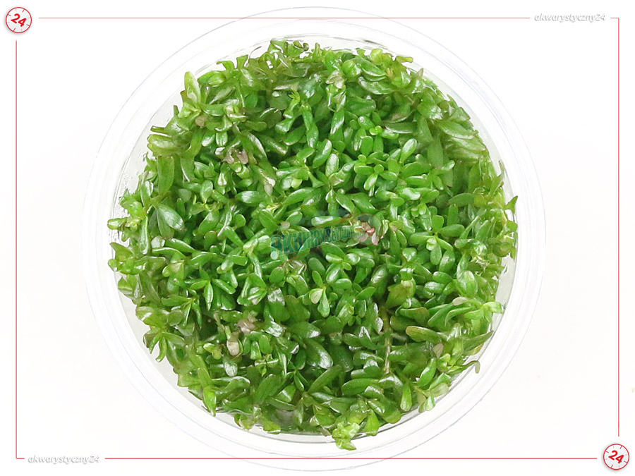 IN-VITRO ROTALA ROTUNDIFOLIA ORANGE JUICE Kubek 10cm - Uprawa In Vitro