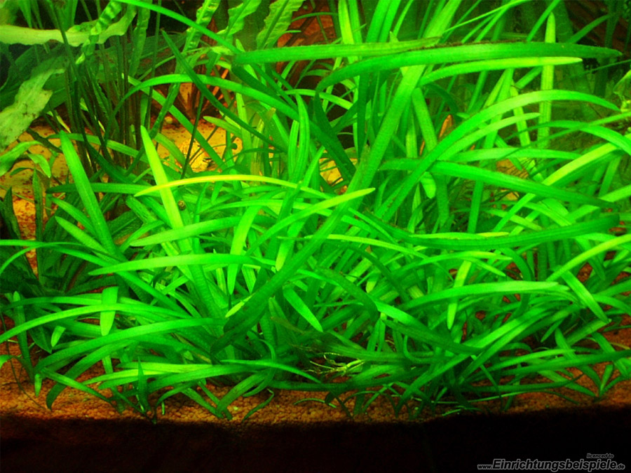 IN-VITRO SAGITTARIA SUBULATA Kubek 10cm - Uprawa In Vitro
