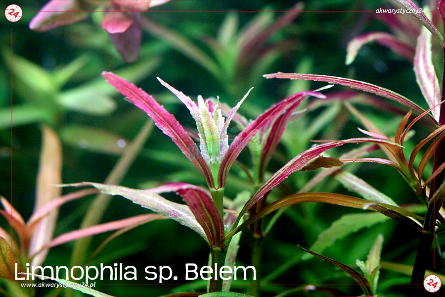 ROŚLINY AKWARIOWE LIMNOPHILA sp. BELEM