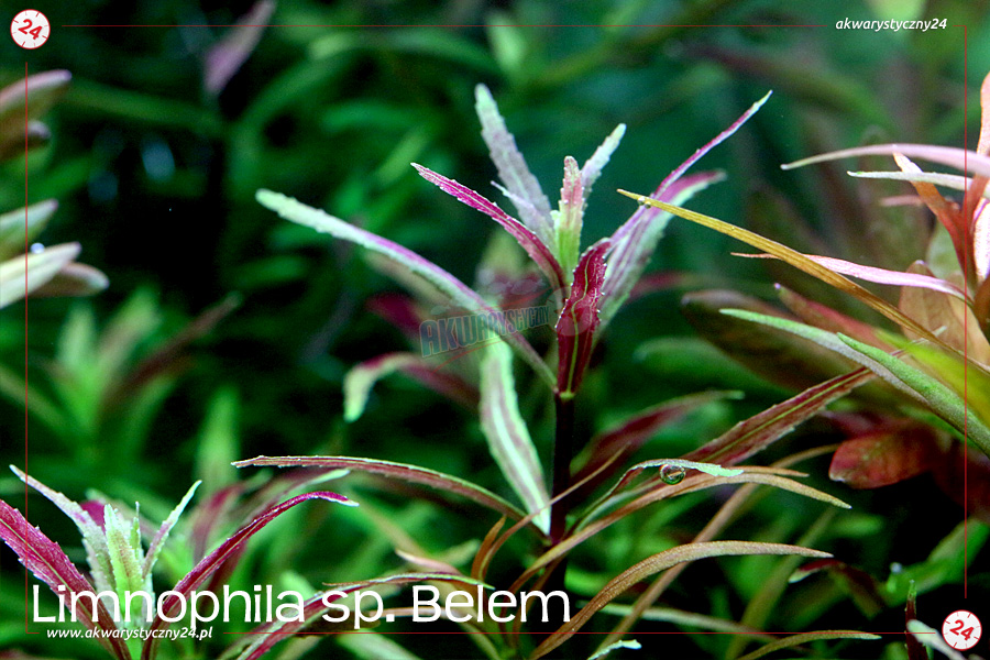 ROŚLINY AKWARIOWE LIMNOPHILA sp. BELEM