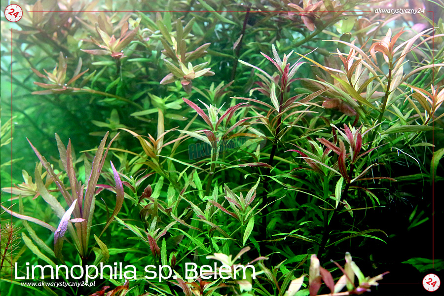 ROŚLINY AKWARIOWE LIMNOPHILA sp. BELEM