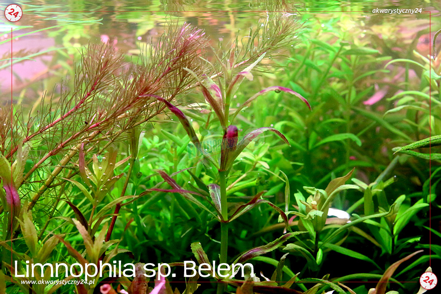 ROŚLINY AKWARIOWE LIMNOPHILA sp. BELEM