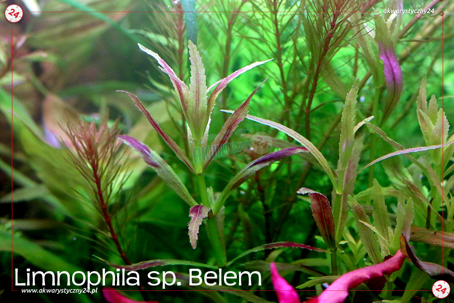 ROŚLINY AKWARIOWE LIMNOPHILA sp. BELEM