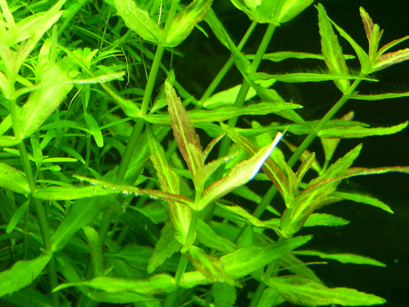 ROŚLINY AKWARIOWE LIMNOPHILA MINI