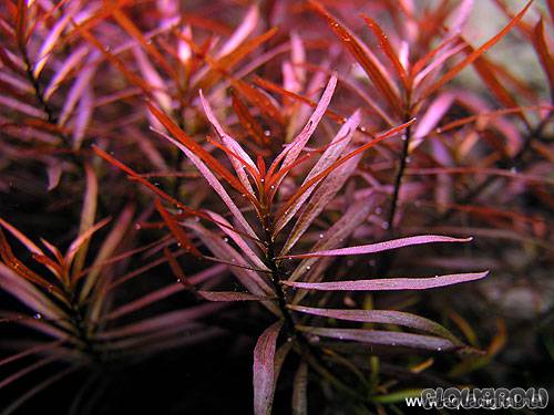 ROŚLINY AKWARIOWE LUDWIGIA ARCUATA Minimum 5 sztuk