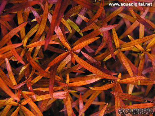 ROŚLINY AKWARIOWE LUDWIGIA ARCUATA Minimum 5 sztuk