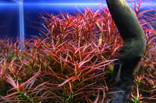 ROŚLINY AKWARIOWE LUDWIGIA ARCUATA Minimum 5 sztuk