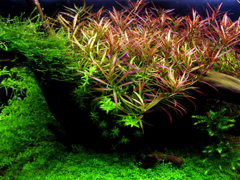 ROŚLINY AKWARIOWE LUDWIGIA ARCUATA Minimum 5 sztuk
