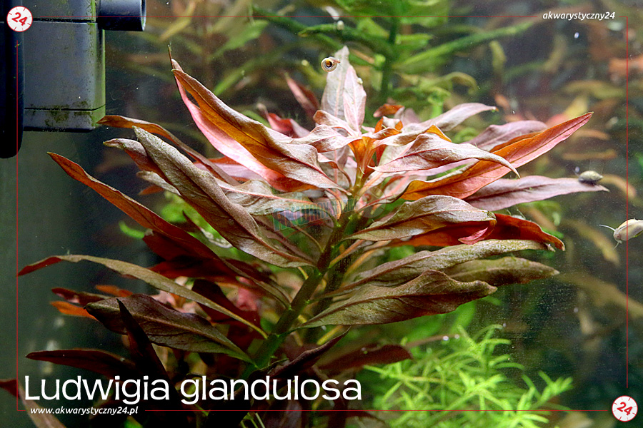 ROŚLINY AKWARIOWE LUDWIGIA GLANDULOSA 2 sztuki