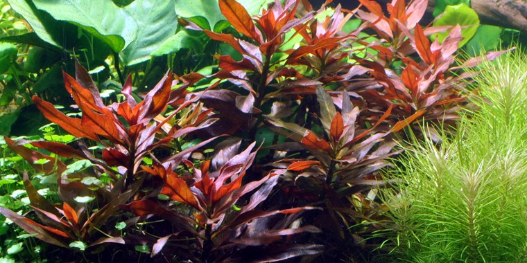 ROŚLINY AKWARIOWE LUDWIGIA GLANDULOSA 2 sztuki
