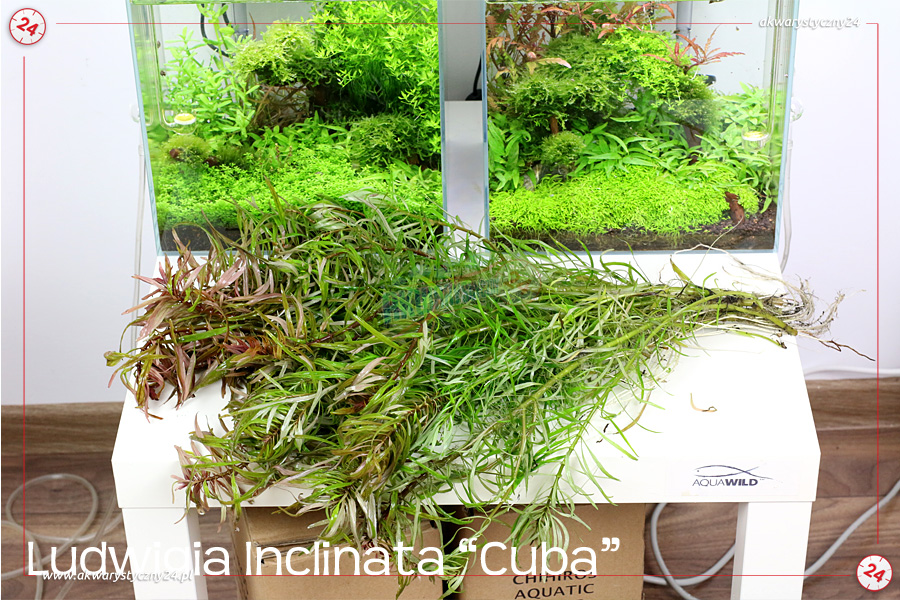 ROŚLINY AKWARIOWE LUDWIGIA INCLINATA var. verticillata 