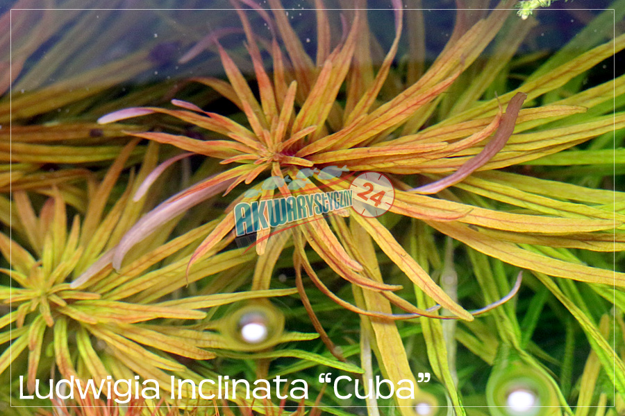 ROŚLINY AKWARIOWE LUDWIGIA INCLINATA var. verticillata 