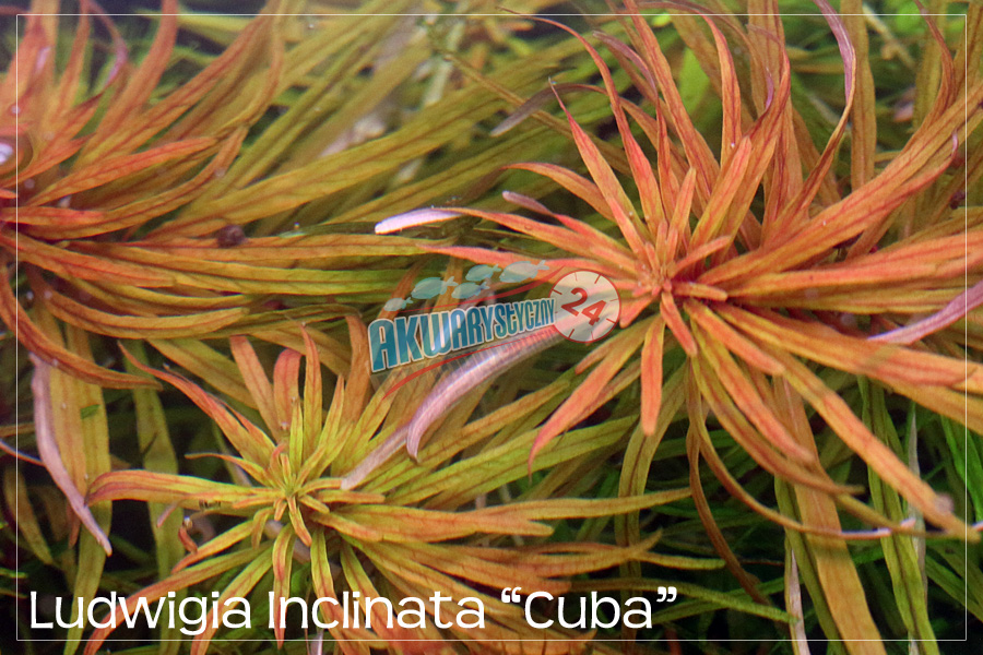 ROŚLINY AKWARIOWE LUDWIGIA INCLINATA var. verticillata 