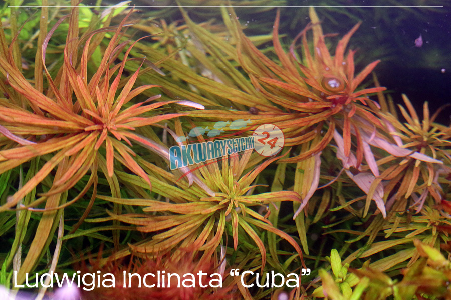 ROŚLINY AKWARIOWE LUDWIGIA INCLINATA var. verticillata 