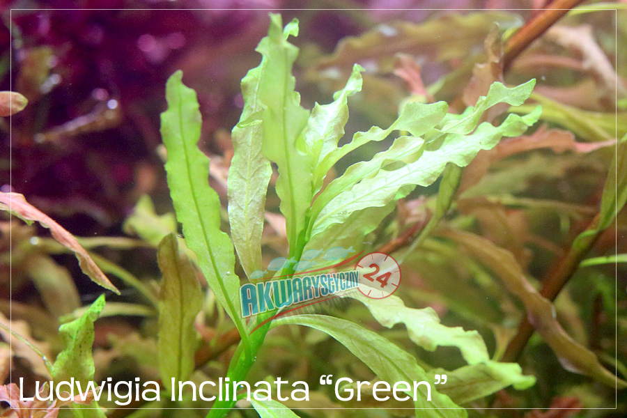 ROŚLINY AKWARIOWE LUDWIGIA INCLINATA 