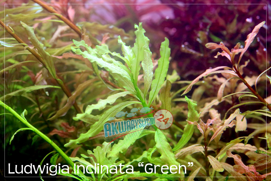 ROŚLINY AKWARIOWE LUDWIGIA INCLINATA 