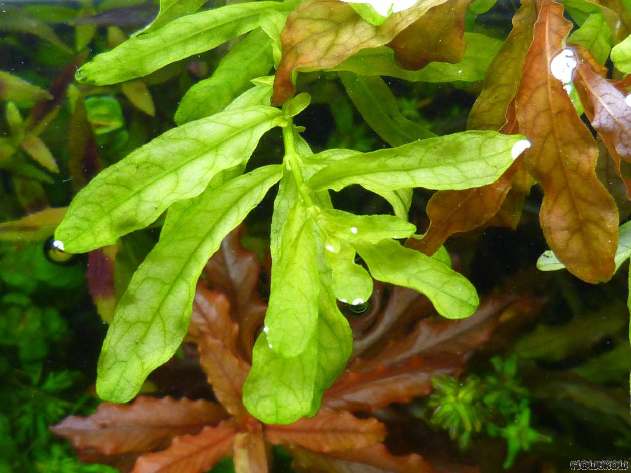 ROŚLINY AKWARIOWE LUDWIGIA INCLINATA 