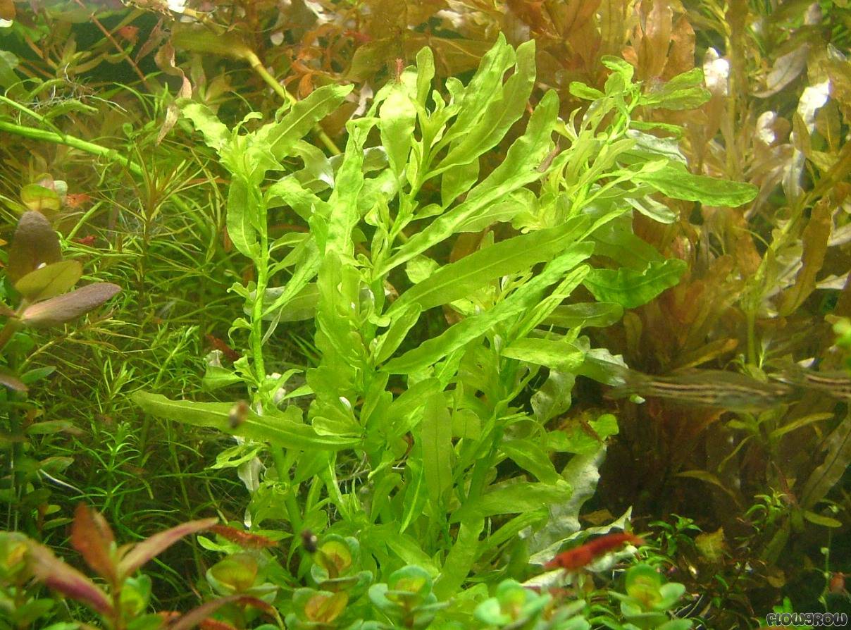 ROŚLINY AKWARIOWE LUDWIGIA INCLINATA 