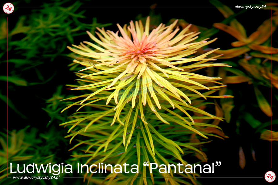 ROŚLINY AKWARIOWE LUDWIGIA INCLINATA var. verticillata 