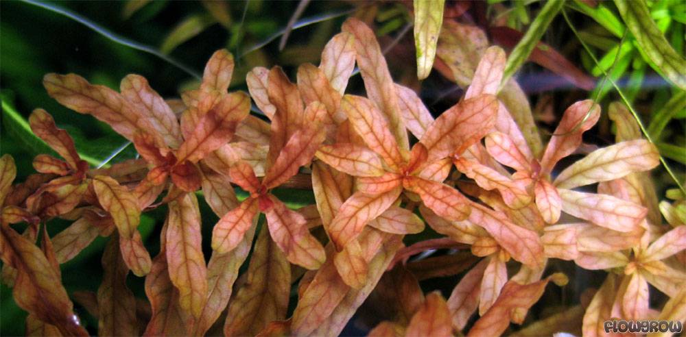 ROŚLINY AKWARIOWE LUDWIGIA INCLINATA 