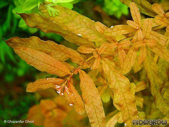 ROŚLINY AKWARIOWE LUDWIGIA INCLINATA 