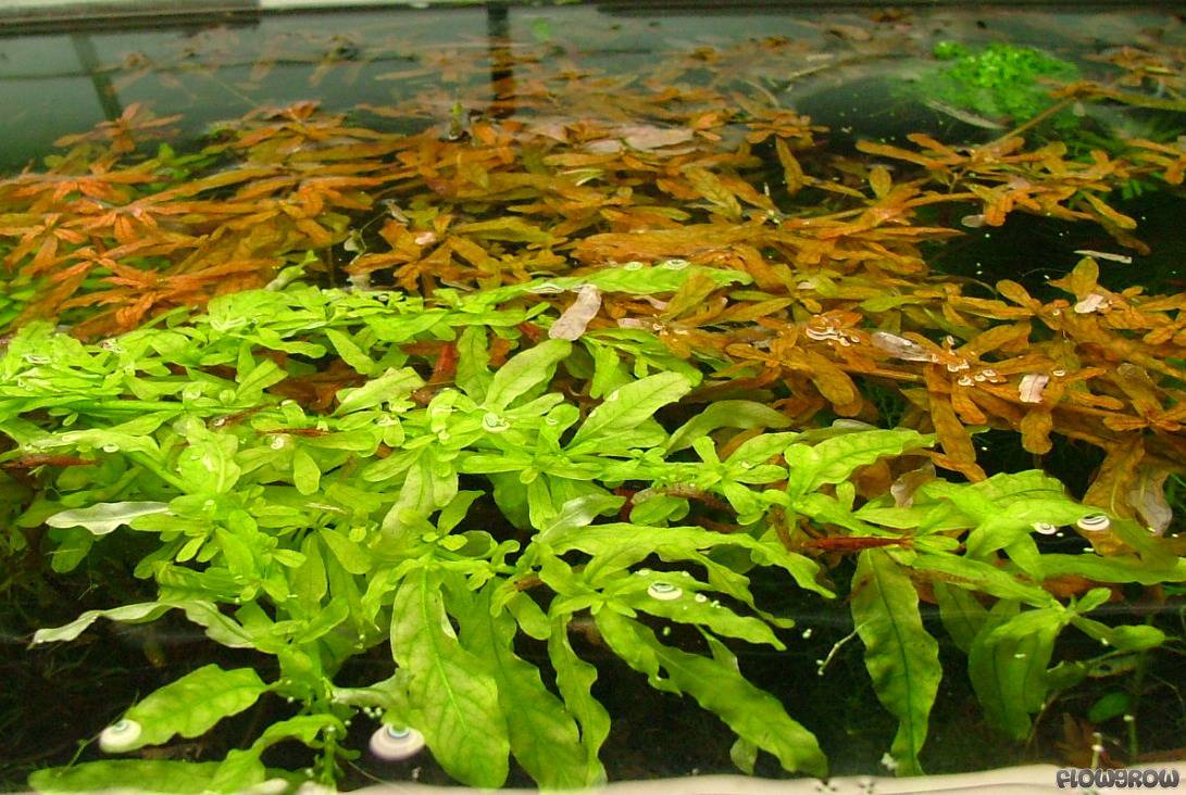 ROŚLINY AKWARIOWE LUDWIGIA INCLINATA 