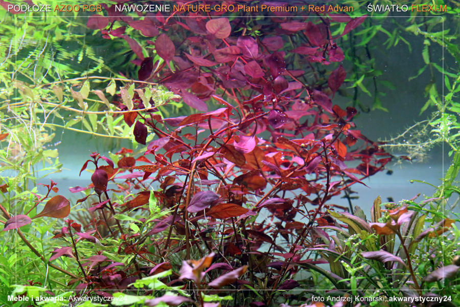 ROŚLINY AKWARIOWE Ludwigia Mini Super Red