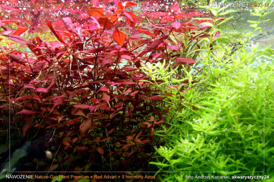 ROŚLINY AKWARIOWE Ludwigia Mini Super Red