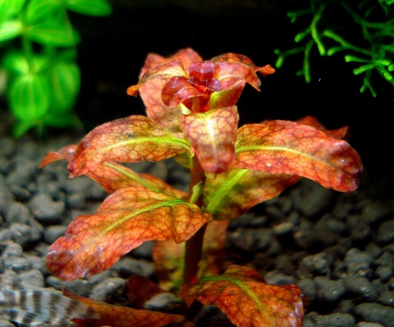 ROŚLINY AKWARIOWE LUDWIGIA SENEGALENSIS 3 sztuki