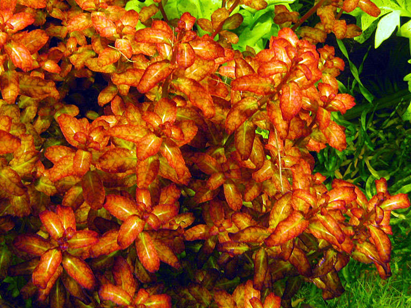 ROŚLINY AKWARIOWE LUDWIGIA SENEGALENSIS 3 sztuki