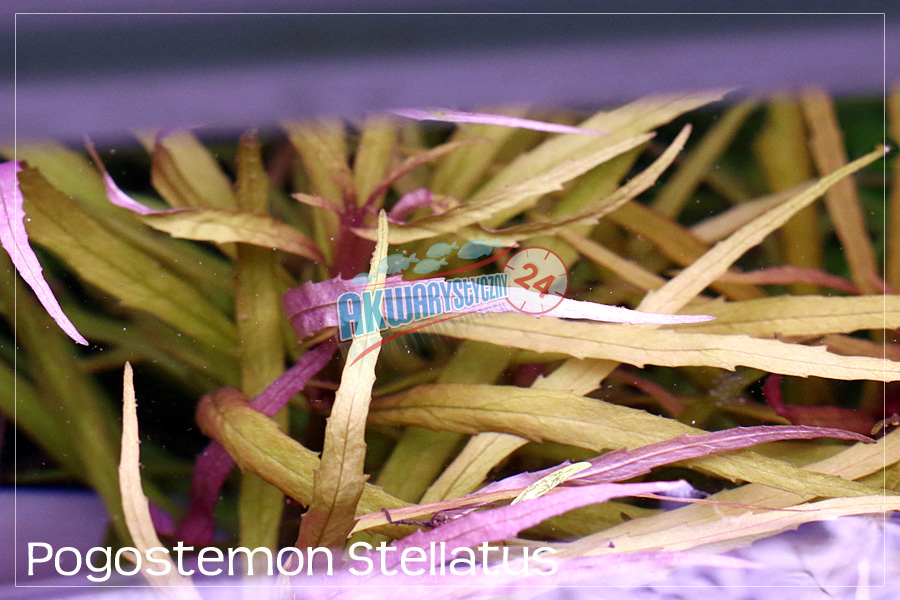 ROŚLINY AKWARIOWE POGOSTEMON STELLATUS "Broad Leaf"