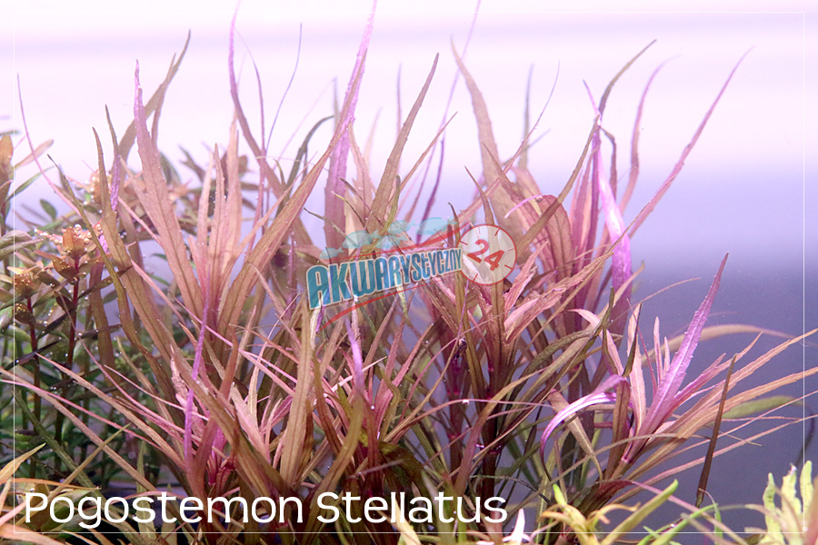 ROŚLINY AKWARIOWE POGOSTEMON STELLATUS "Broad Leaf"