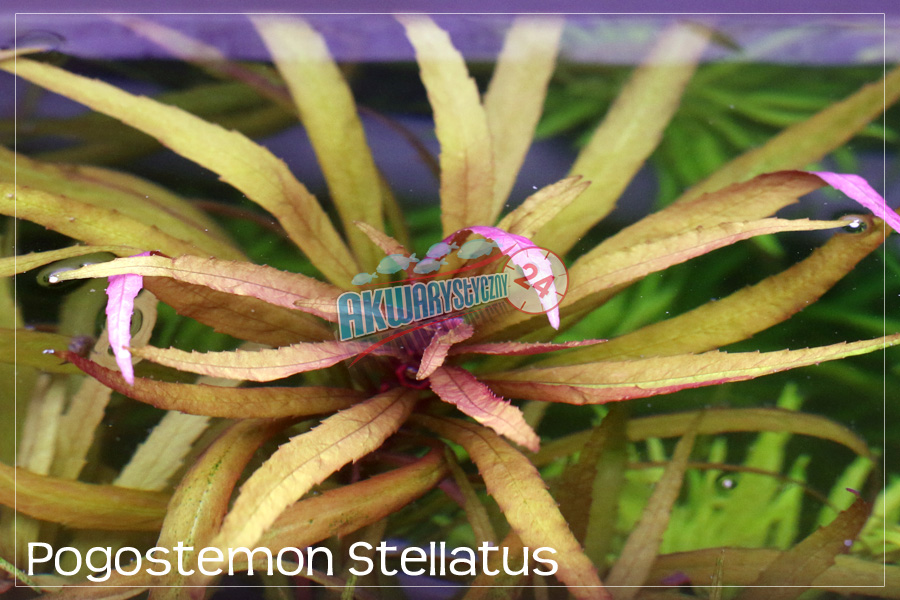 ROŚLINY AKWARIOWE POGOSTEMON STELLATUS "Broad Leaf"