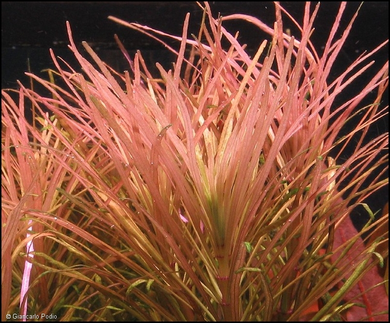 ROŚLINY AKWARIOWE POGOSTEMON STELLATUS "Fine Leaf"