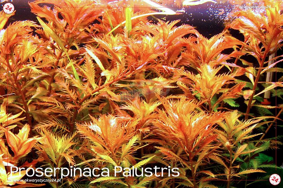 ROŚLINY AKWARIOWE PROSERPINACA PALUSTRIS