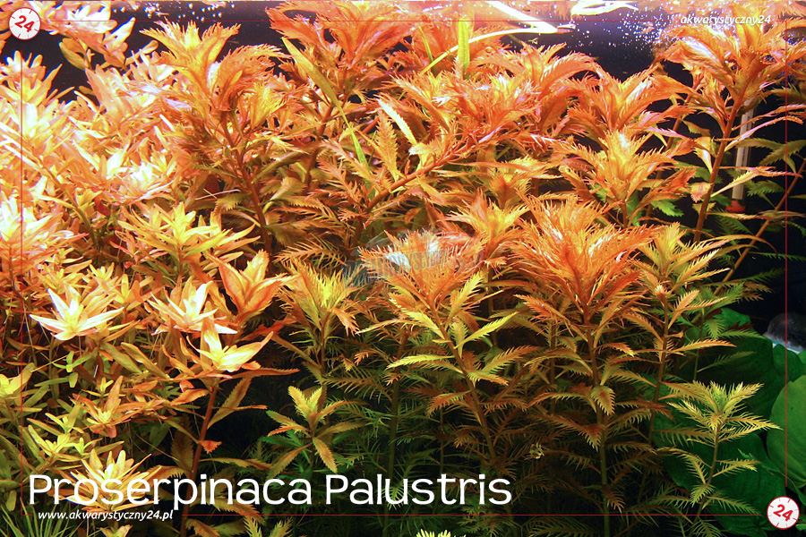 ROŚLINY AKWARIOWE PROSERPINACA PALUSTRIS