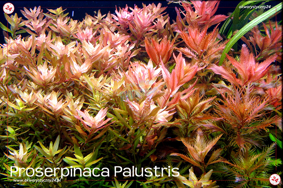 ROŚLINY AKWARIOWE PROSERPINACA PALUSTRIS