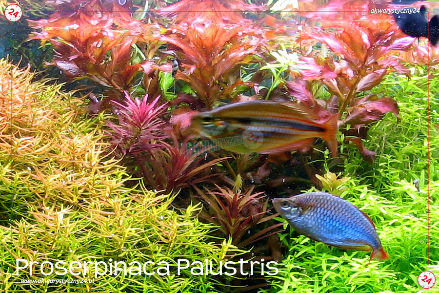 ROŚLINY AKWARIOWE PROSERPINACA PALUSTRIS