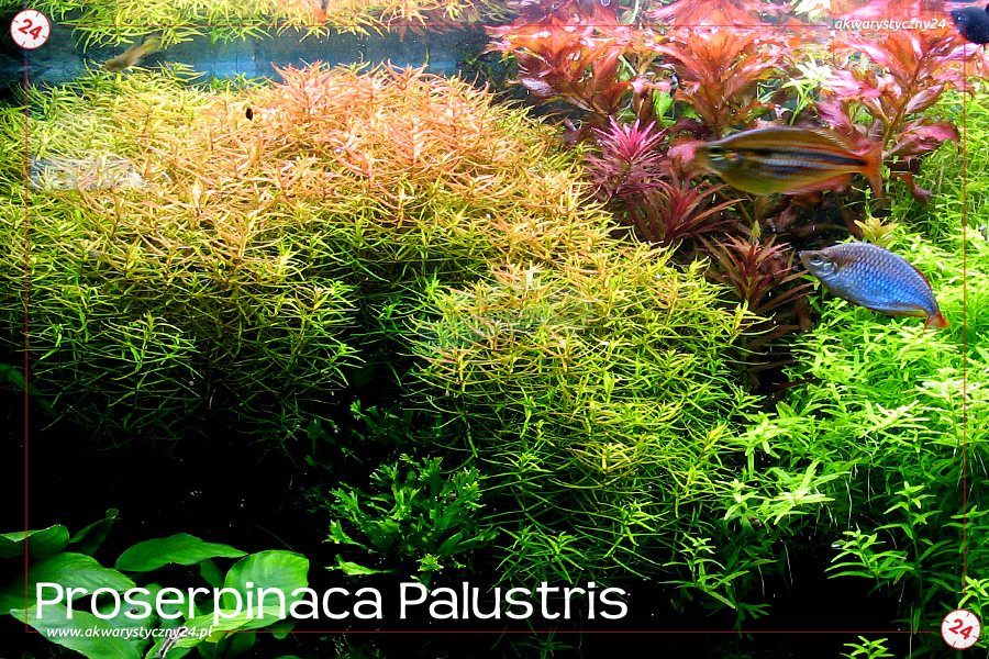 ROŚLINY AKWARIOWE PROSERPINACA PALUSTRIS