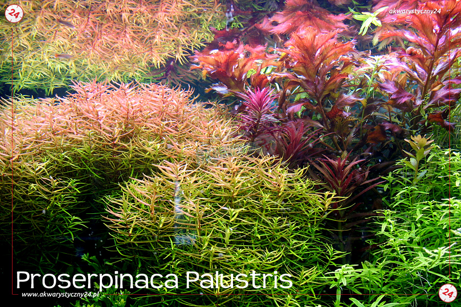 ROŚLINY AKWARIOWE PROSERPINACA PALUSTRIS
