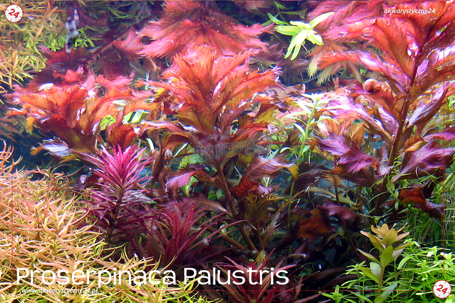 ROŚLINY AKWARIOWE PROSERPINACA PALUSTRIS