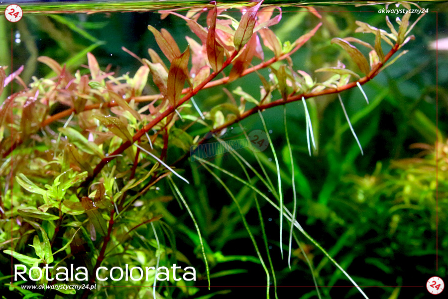 ROŚLINY AKWARIOWE ROTALA COLORATA 10 sztuk